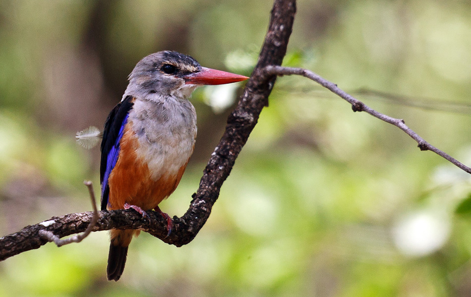 GrijskopIJsvogel | Krugerpark, Punda Maria