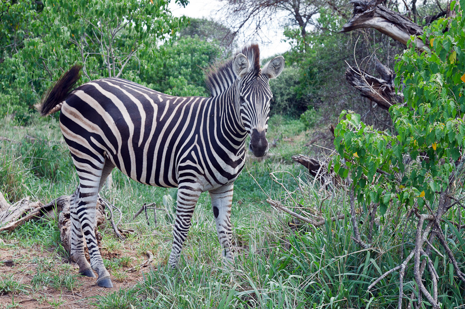 Zebra | Krugerpark, S52, Shingwedzi