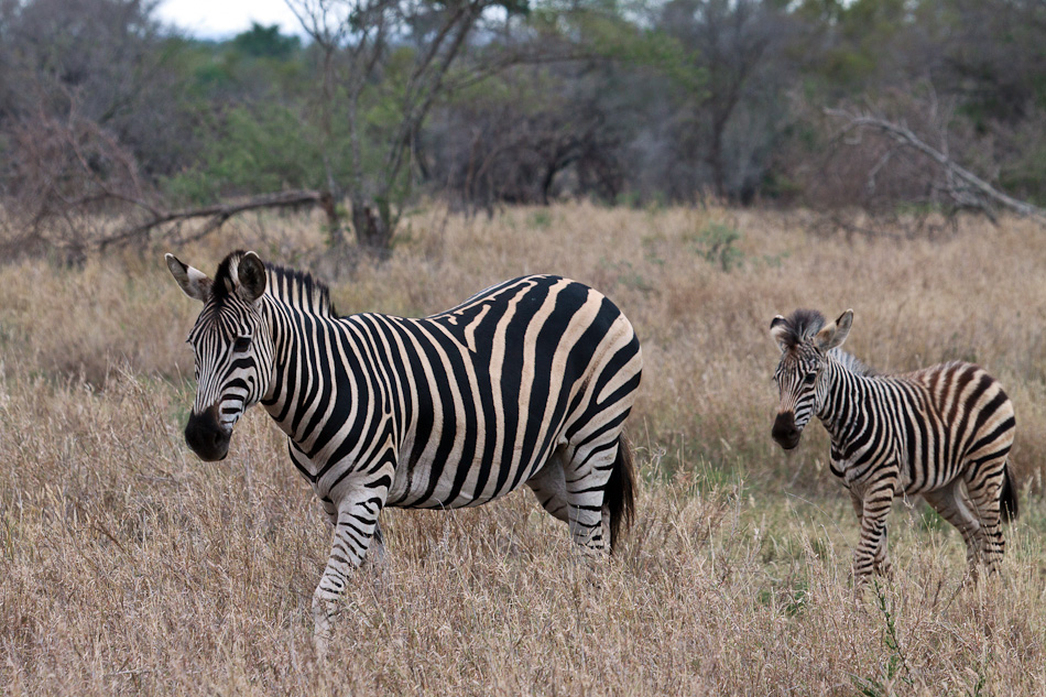 Zebra | Balule, Krugerpark