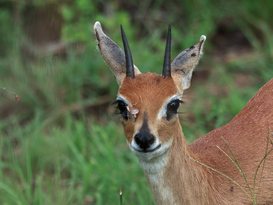 Antilope |Krugerpark, Tamboti, 2012