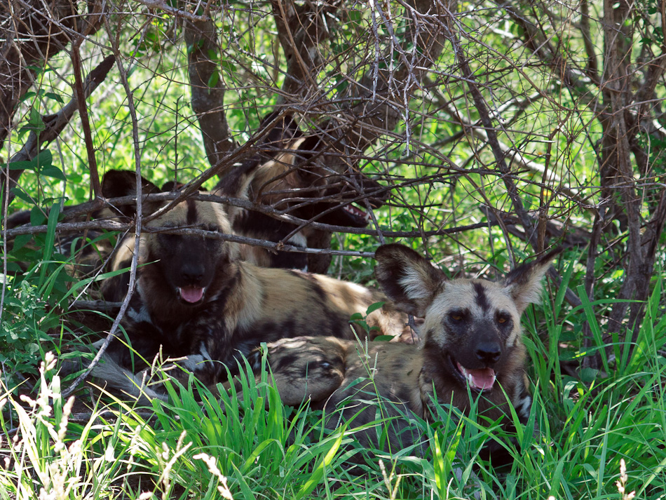 Wilde Honden | Krugerpark, Tamboti, 2012