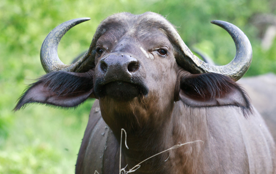 Buffel | Krugerpark, Punda Maria