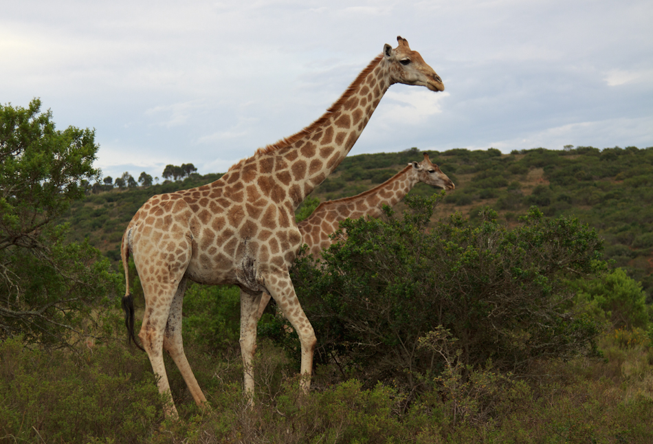 Giraffe | Schotia Safaris, 12 januari 2011