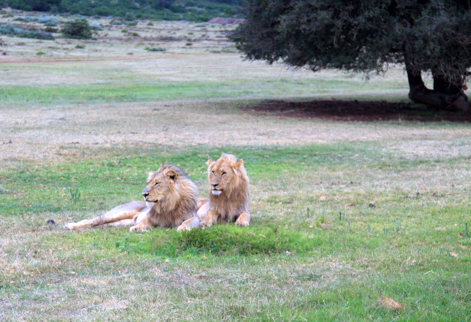 Leeuw | Schotia Safaris, 12 januari 2011