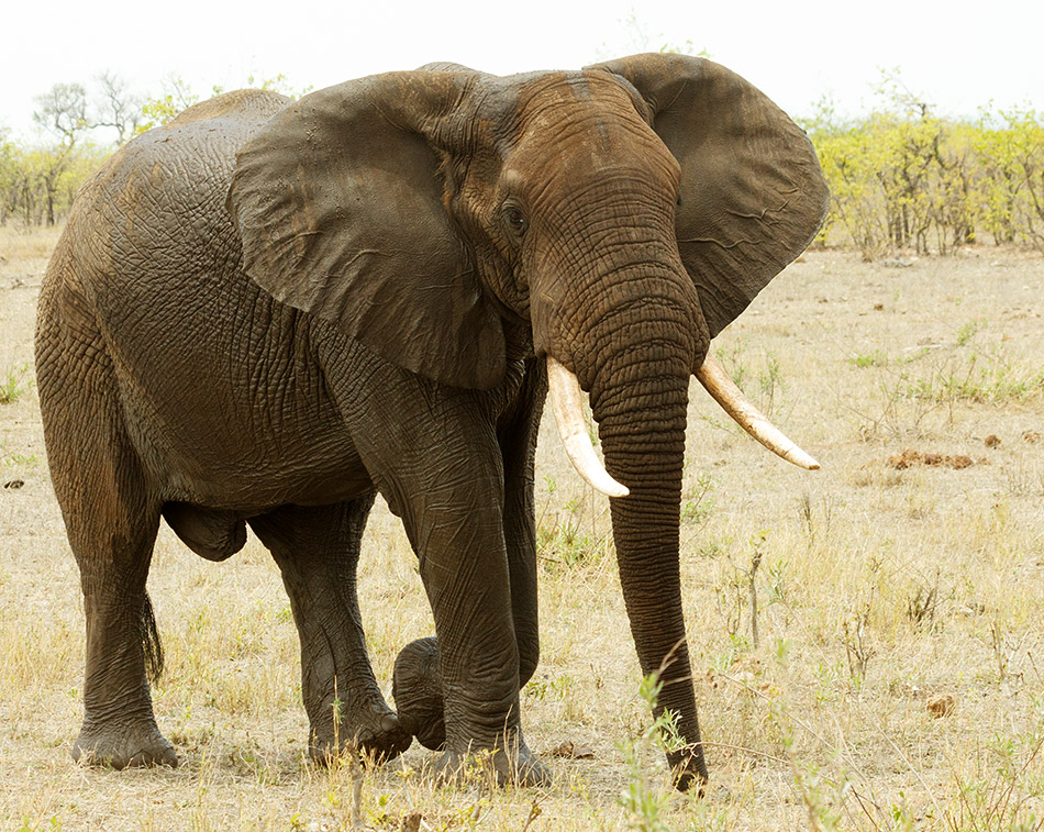 Olifant | Krugerpark, Letaba Restcamp – 23 november 2014