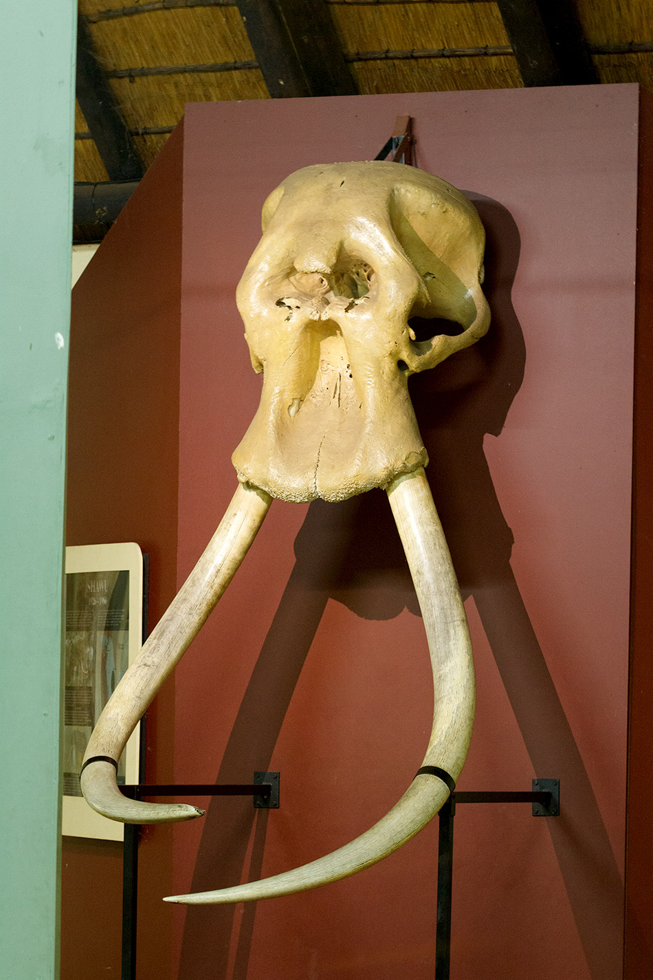 Letaba Elephant Museum, Krugerpark – 24 november 2014