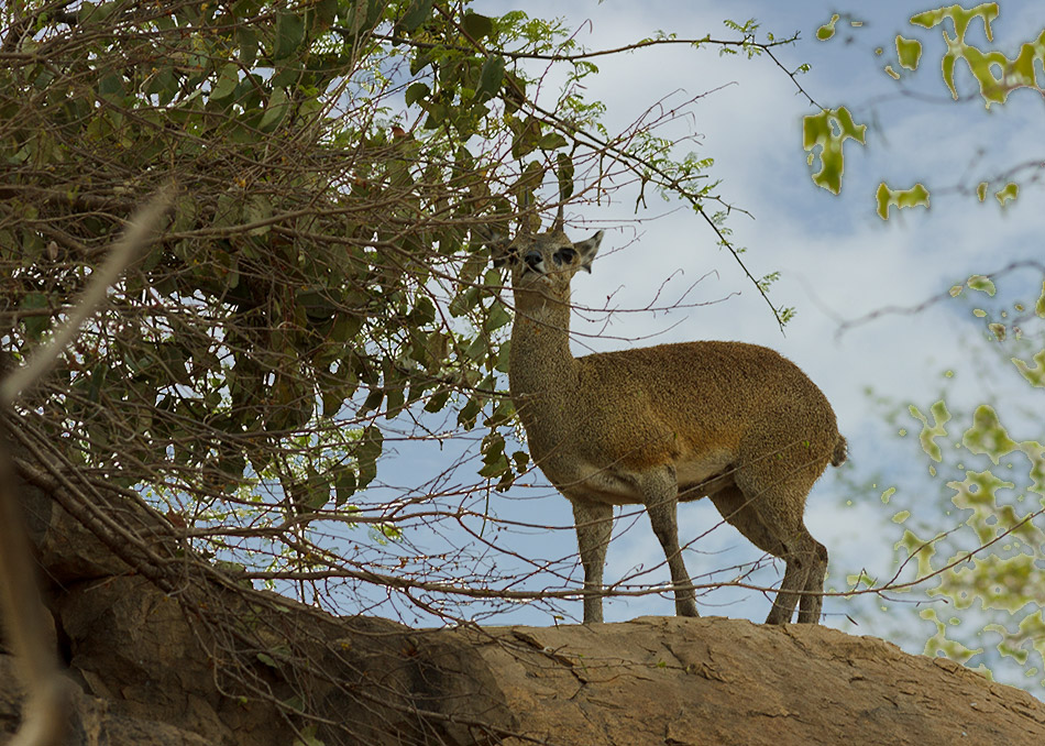 Klipspringer | Krugerpark, Olifants Restcamp – 25 november 2014