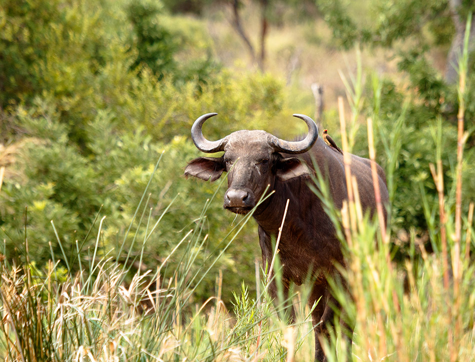 Buffel | Phalaborwa, Rivier Safari - 27 november 2014