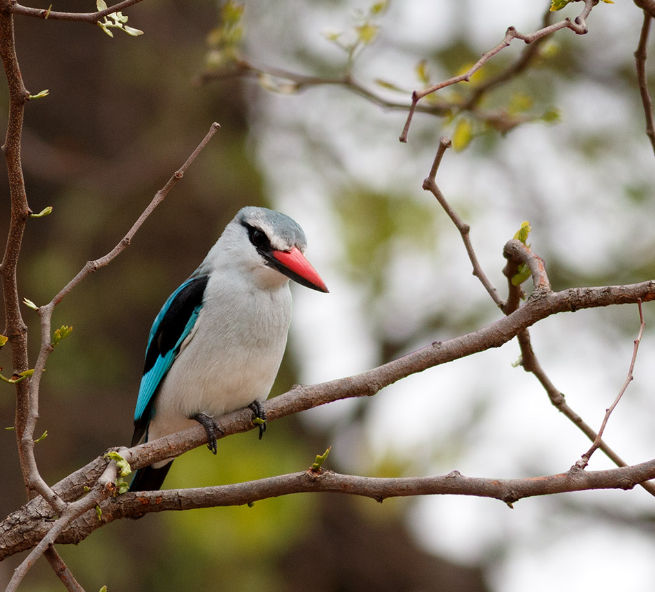 Blauwwitte IJsvogel | Phalaborwa, Silonque Bush Estate – 26 november 2014
