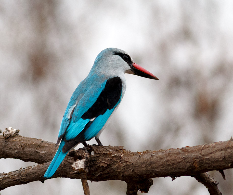 Blauwwitte IJsvogel | Phalaborwa, Silonque Bush Estate – 26 november 2014