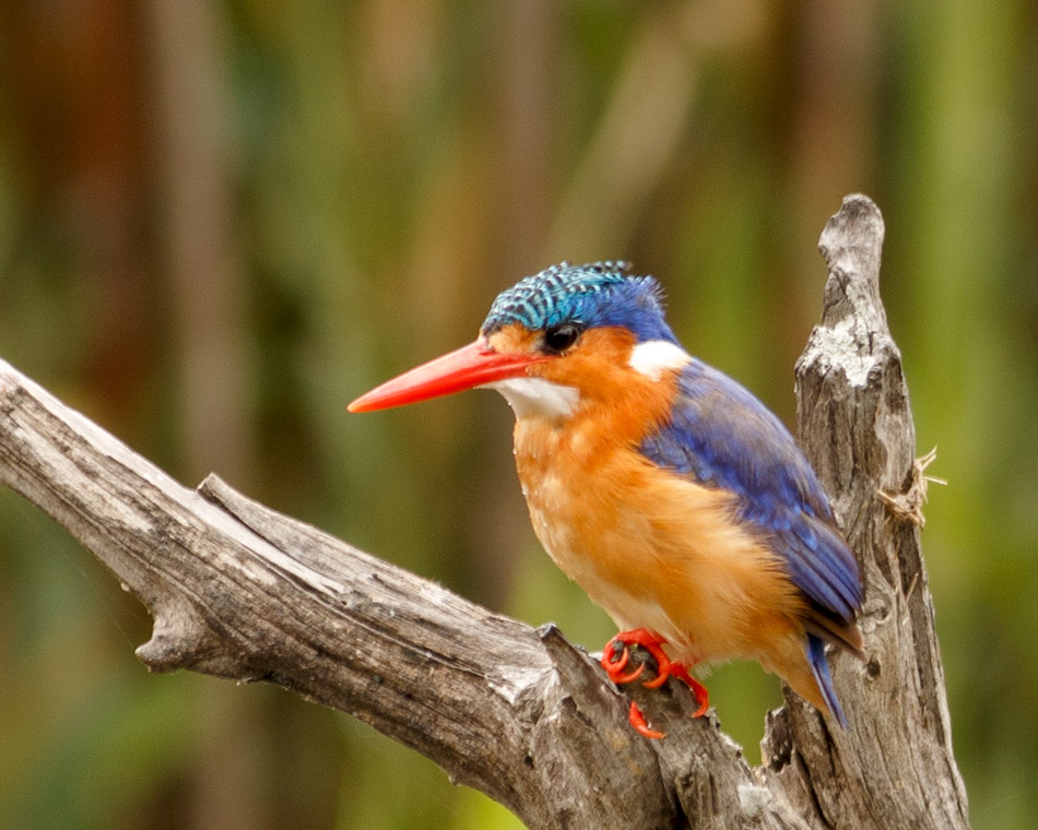 Malachietijsvogel | Krugerpark, Lake Panic Hide – 17 november 2014