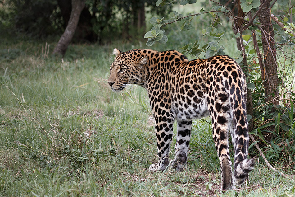 Luipaard | Krugerpark, Lake Panic Hide – 17 november 2014