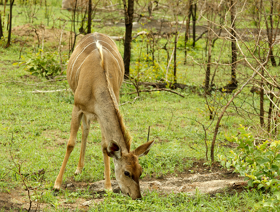 Kudu | Krugerpark, Lower Sabie restcamp – 19 november 2014