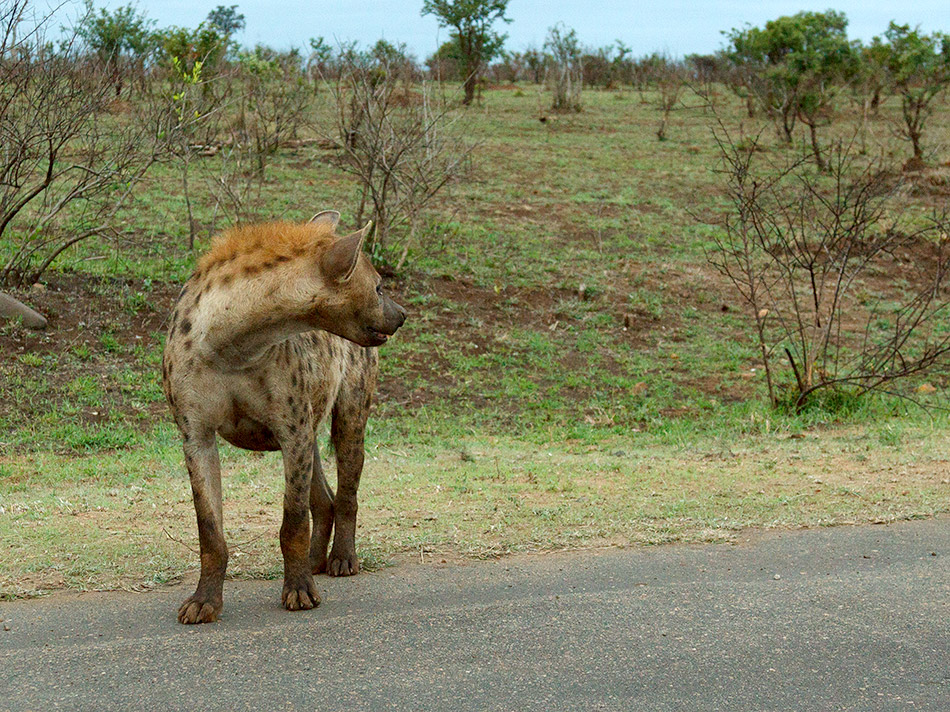 Hyena | Krugerpark, Lower Sabie restcamp – 19 november 2014