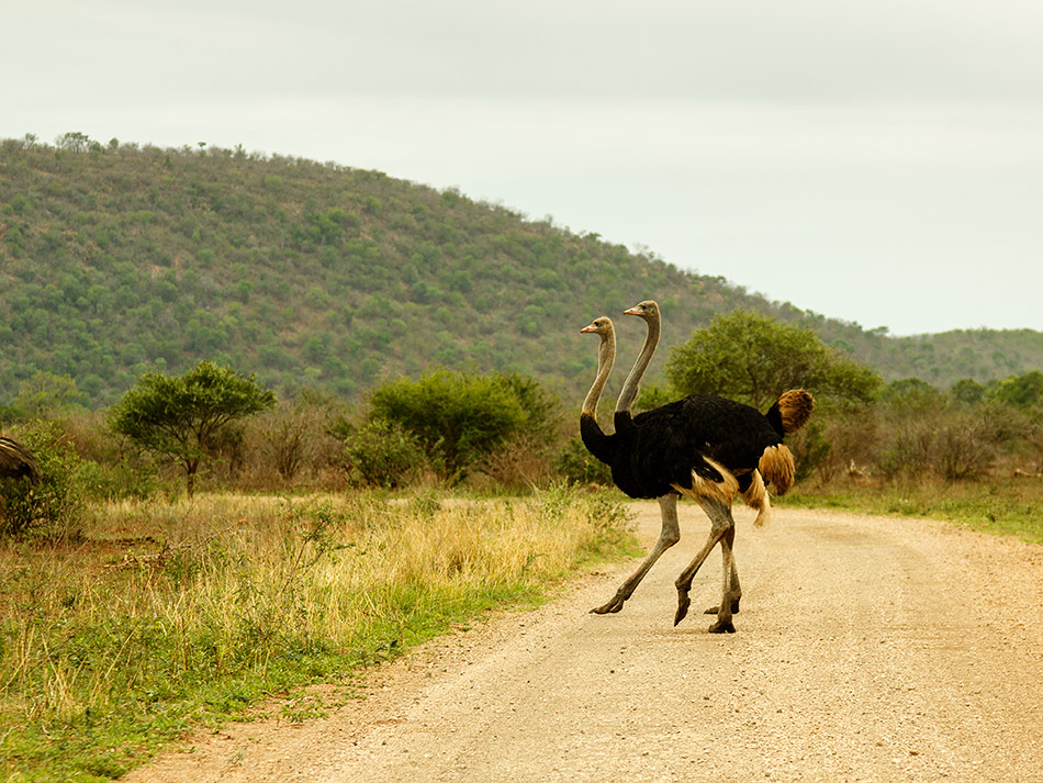 Struisvogel | Krugerpark, Lower Sabie restcamp – 19 november 2014