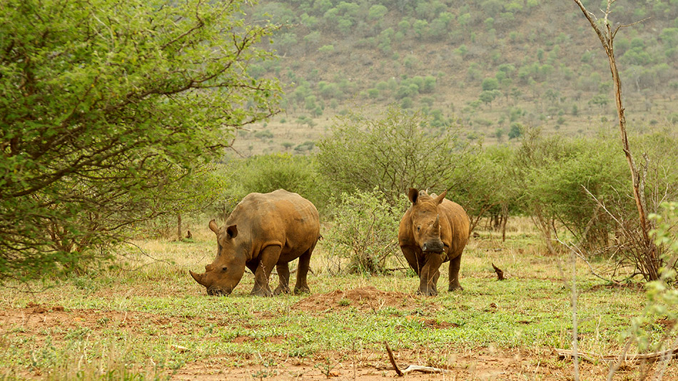 Neushoorn | Krugerpark, Lower Sabie restcamp – 19 november 2014