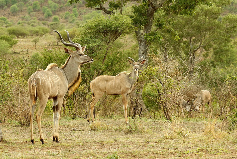Kudu | Krugerpark, Lower Sabie restcamp – 19 november 2014