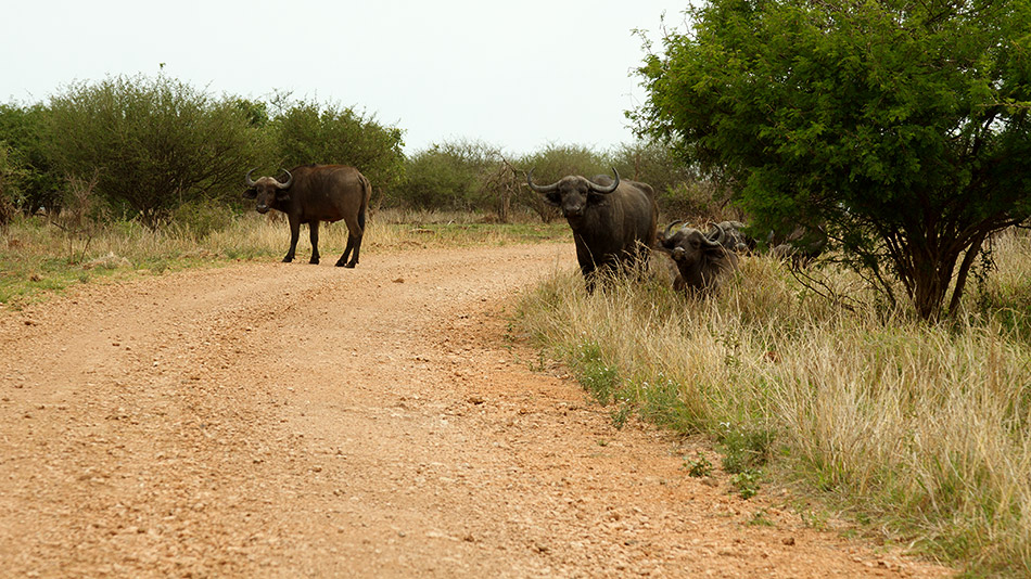 Buffels | Krugerpark, Lower Sabie restcamp – 19 november 2014