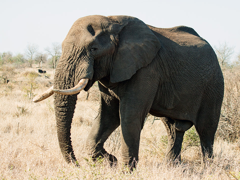 Olifant | Krugerpark, Satara restcamp – 20 november 2014
