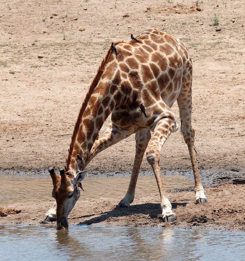 Giraffe | Krugerpark, Satara restcamp – 20 november 2014