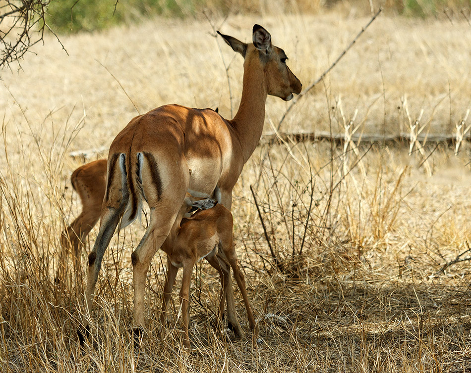 Antilope | Krugerpark, Satara restcamp – 21 november 2014