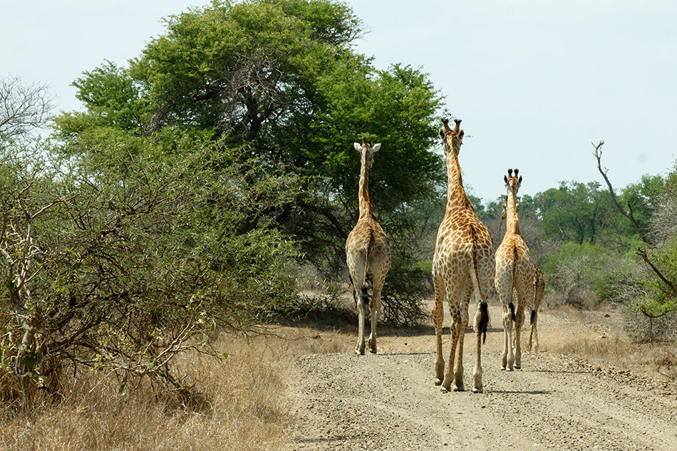 Giraffen | Krugerpark, Satara restcamp – 21 november 2014