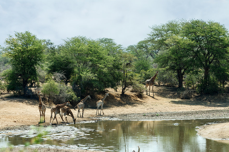Giraffen | Krugerpark, Satara restcamp – 22 november 2014