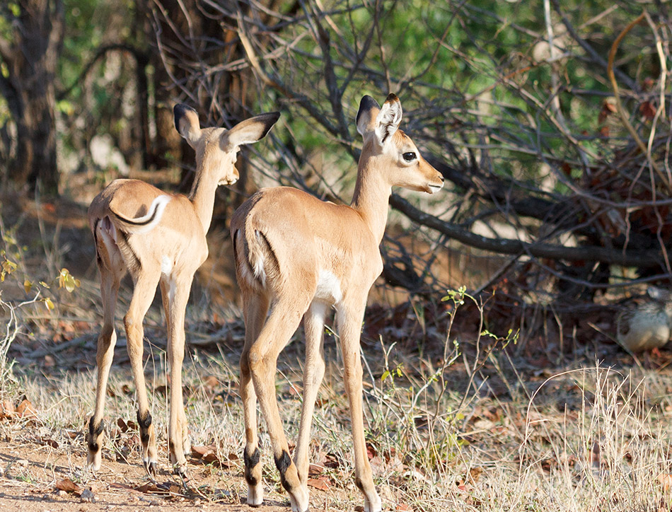 Impala| Krugerpark, Letaba Restcamp – 23 november 20144