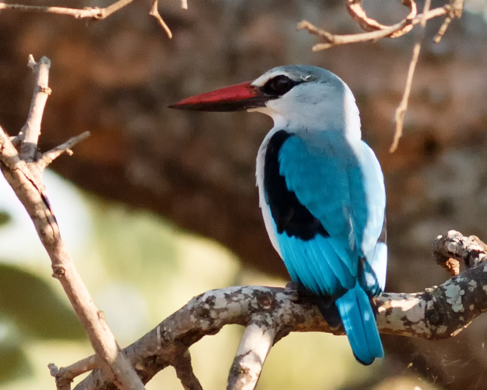 Blauwwitte IJsvogel | Krugerpark, Letaba Restcamp – 23 november 2014