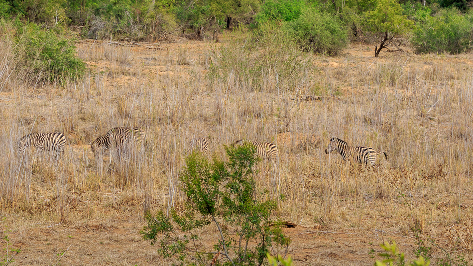 Zebra's | Karongwe Game Reserve, 20 december 2019