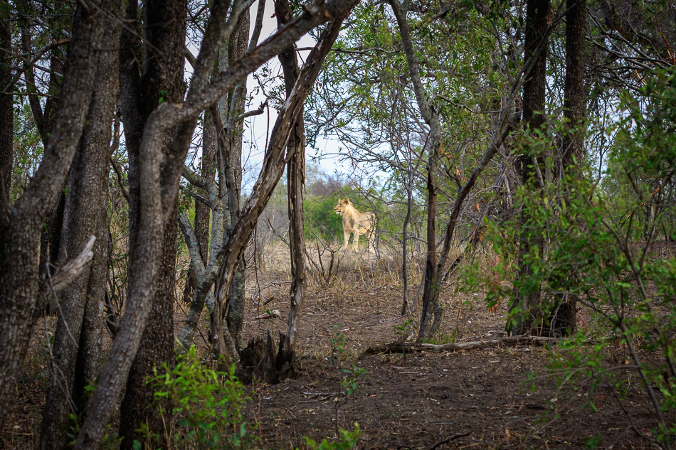 Leeuwen op  jacht  | Karongwe Game Reserve, 20 december 2018