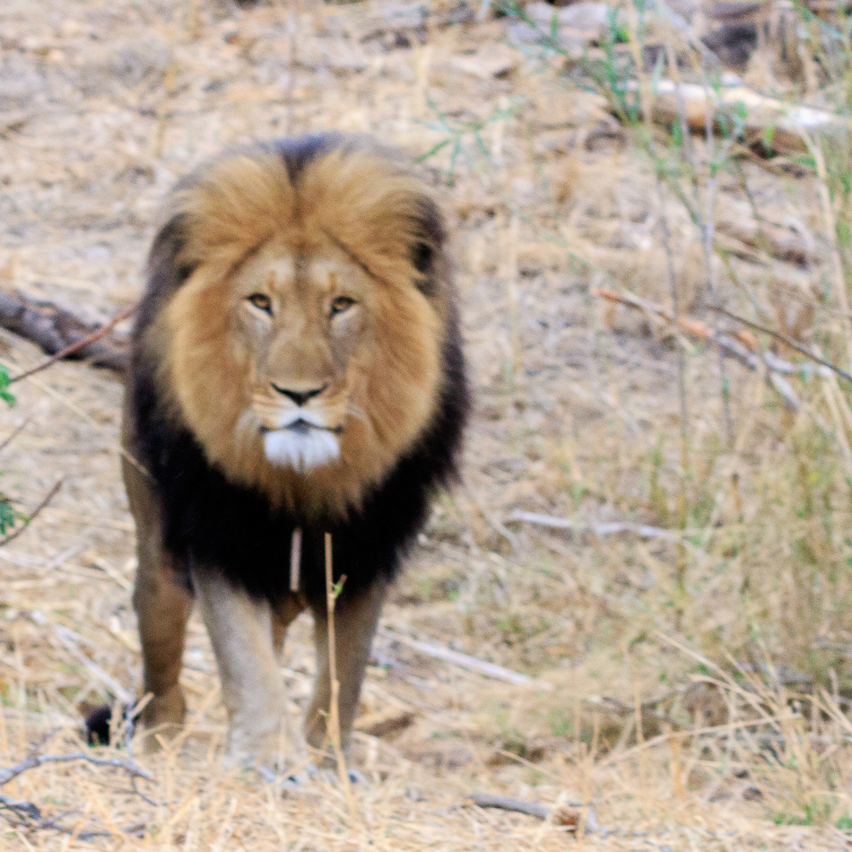 Leeuw markeert zijn teratorium  | Karongwe Game Reserve, 20 december 2018