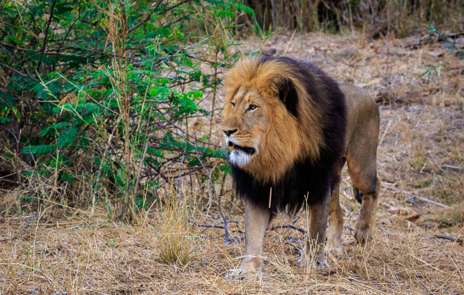 Leeuw markeert zijn teratorium  | Karongwe Game Reserve, 21 december 2018