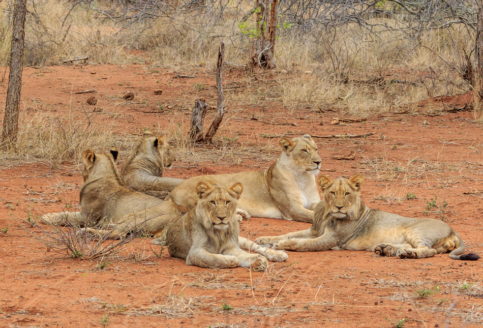 Leeuwen | Karongwe Game Reserve, 21 december 2018