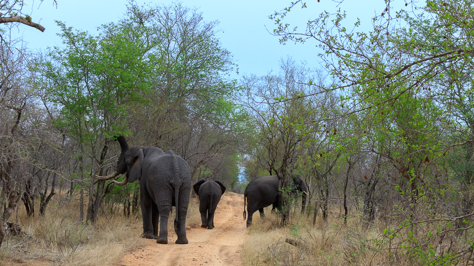Olifanten | Karongwe Game Reserve, 21 december 2018