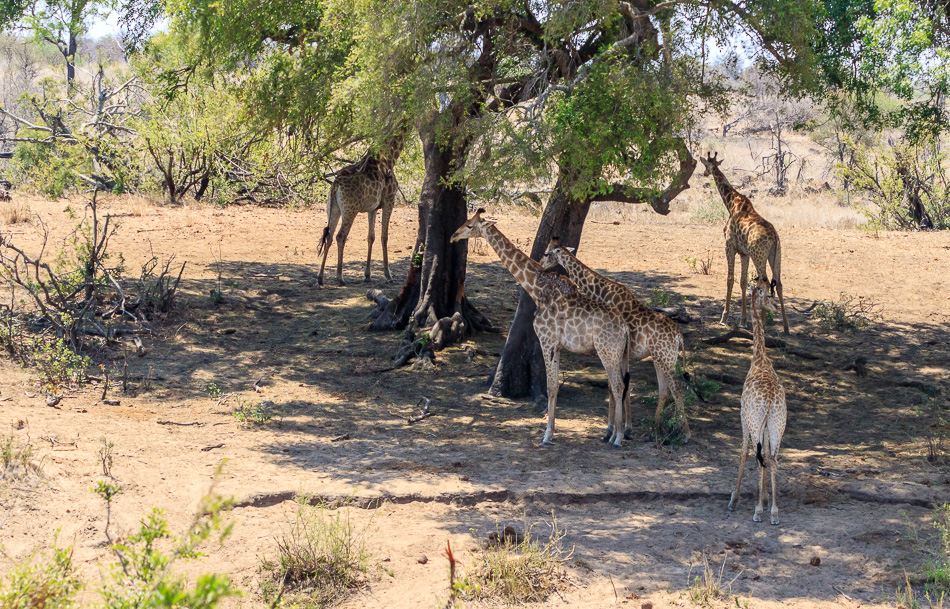 Giraffen in de schaduw | Krugerpark, 21 december 2018