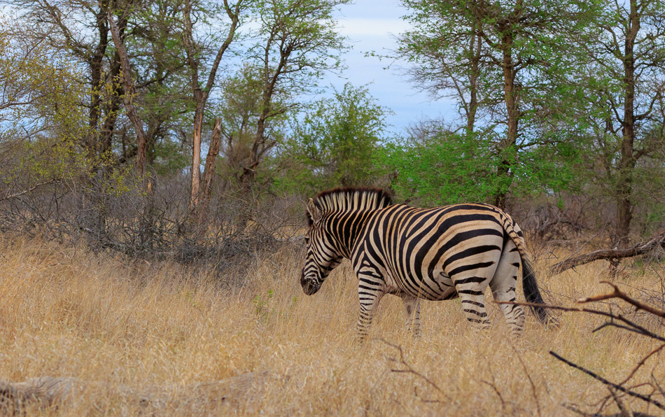 Zebra | Krugerpark, 22 december 2018