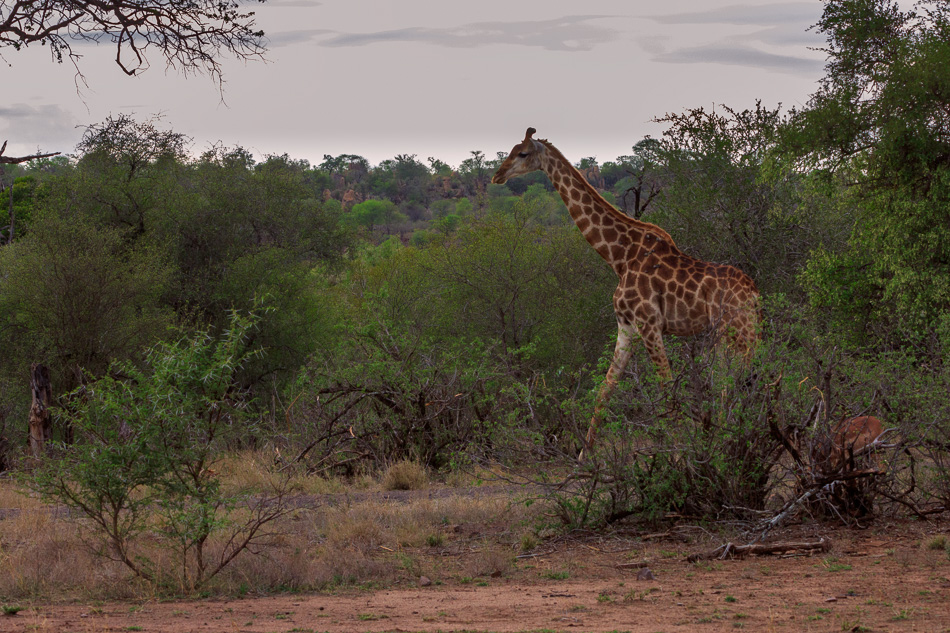 Giraffe | Krugerpark, 22 december 2018