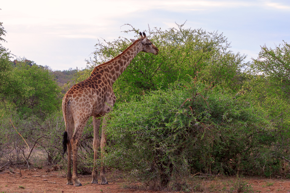 Giraffe | Krugerpark, 22 december 2018