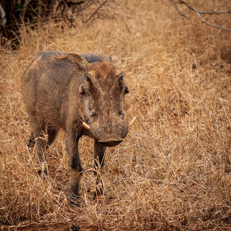 Wrattenzwijn | Krugerpark, 22 december 2018