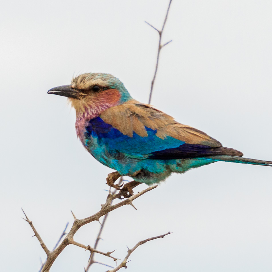 Vorkstaart  Scharrelaar | Krugerpark, 22 december 2018