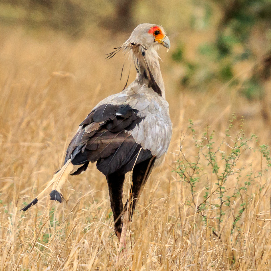 Secratarisvogel | Krugerpark, 22 december 2018