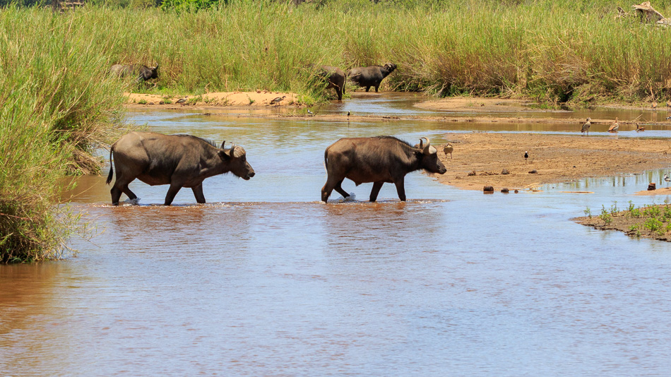 Buffels | Krugerpark, 22 december 2018