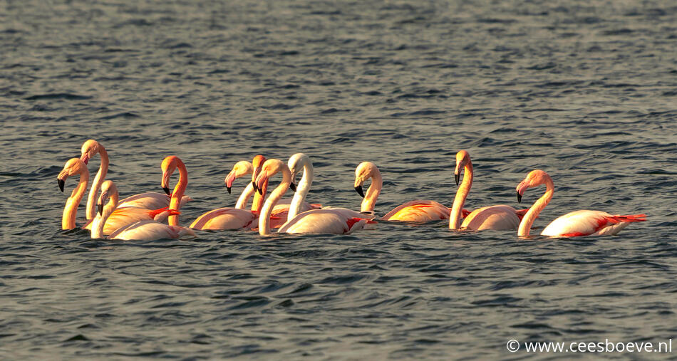 Flamingo's | Zevenhuizerplas, 16 maart 2022