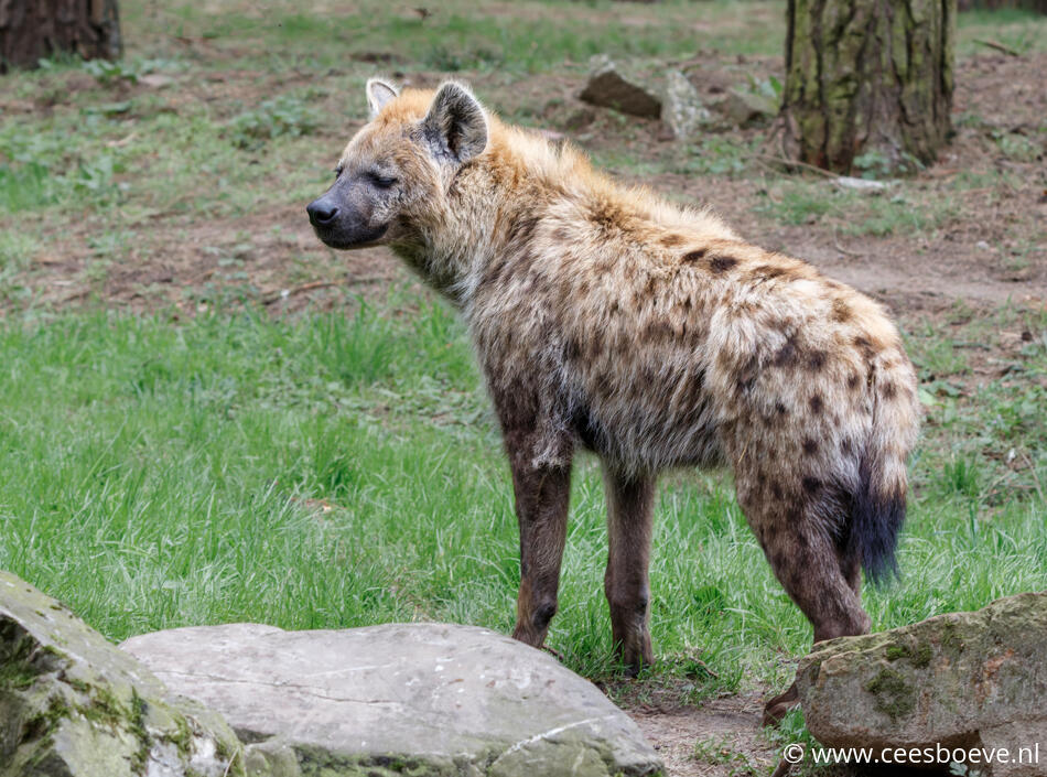 Hyena | Beeksebergen, 8 april 2022