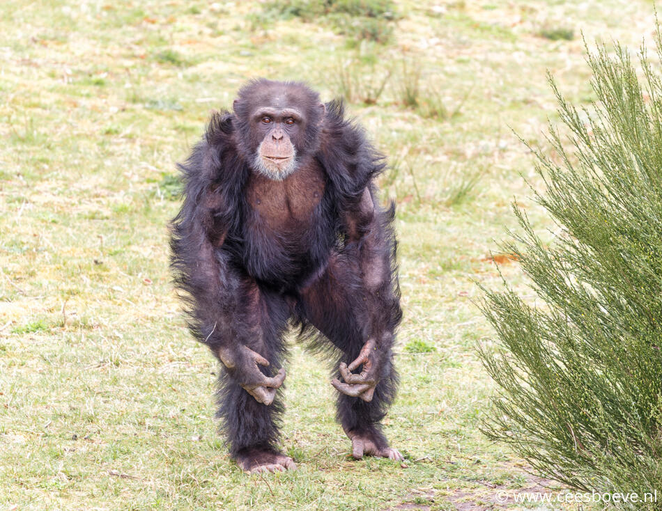 Chimpansee | Beeksebergen, 8 april 2022