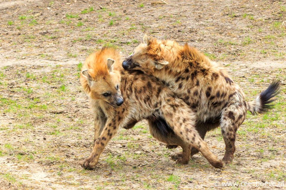 Hyena's | Beeksebergen, 8 april 2022