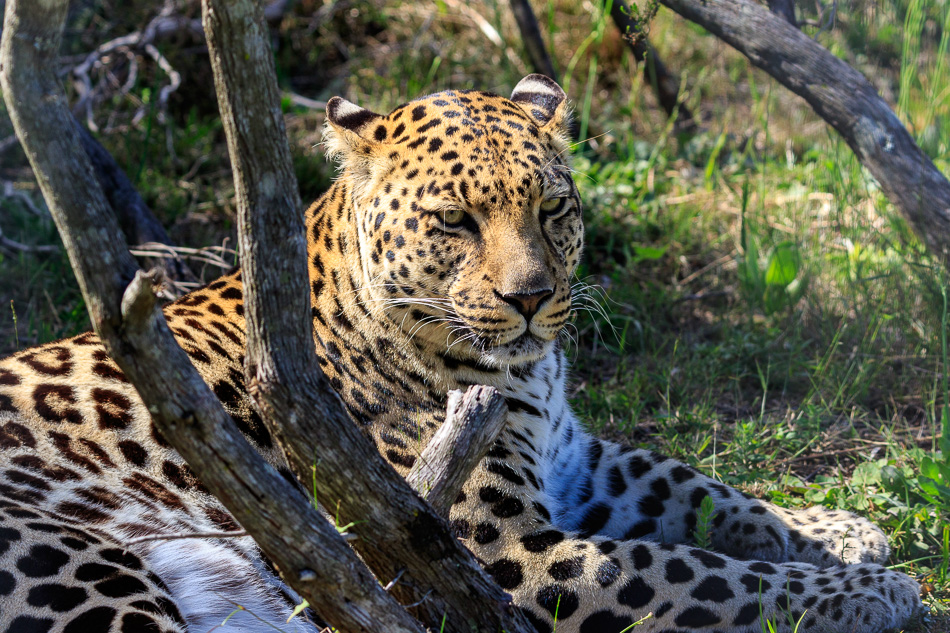 Luipaard  | Tenikwa Wildlife Centre, Zuid-Afrika, 28 december 2018
