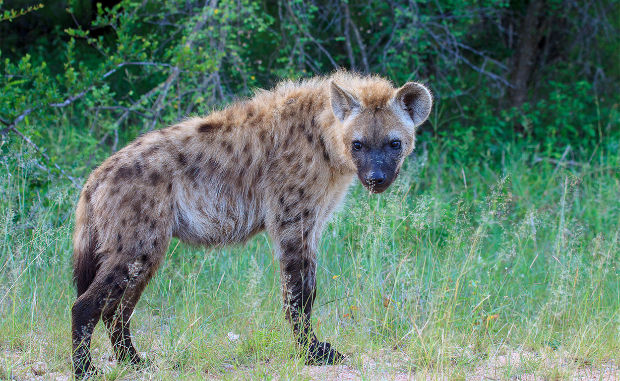 Hyena | Krugerpark, 13 januari 2012