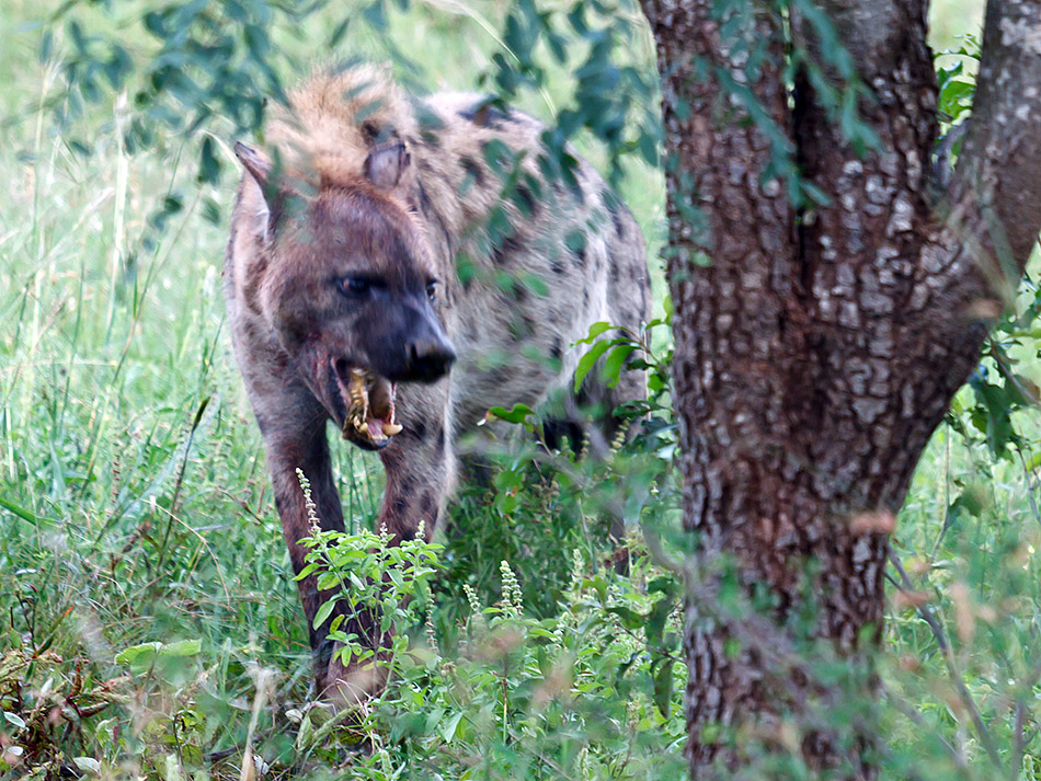 Hyena | Krugerpark
